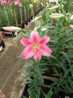 [5142 Ofuna 16 ST No01.JPG]